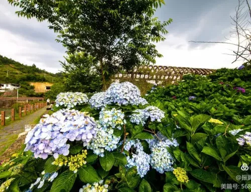 Beautiful! The sea of hydrangeas in Dehua is amazing