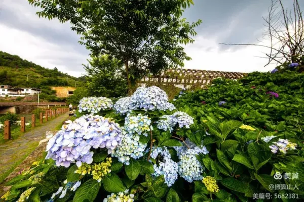 Hydrangeas (3)