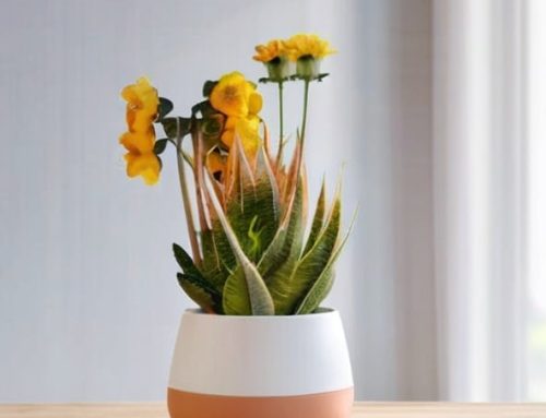 Nordic Flower Pots Wholesale: Planting Guide and Supplier Insights